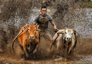 PhotoVivo Honor Mention - Lee Eng Tan (Singapore)  Charge The Bulls