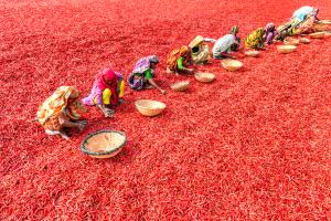 CPC Merit Award - Sohel Parvez Haque (Bangladesh)  Working With Red Chillies