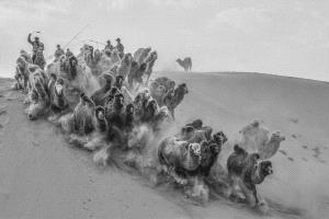 CPC Merit Award - Yin Ba (China)  Drive Camels