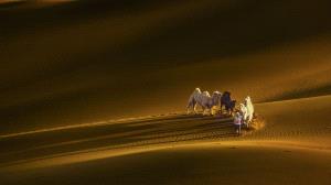 IUP Gold Medal - Guangyao Chen (China)  Camels In The Desert
