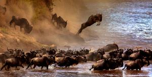 APAS Honor Mention - Sergey Agapov (Russian Federation)  A Large Migration Of Wildebeest 2