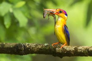 ICPE Honor Mention e-certificate - Sathyanarayana C R (India)  A2 Kingfisher With Skink